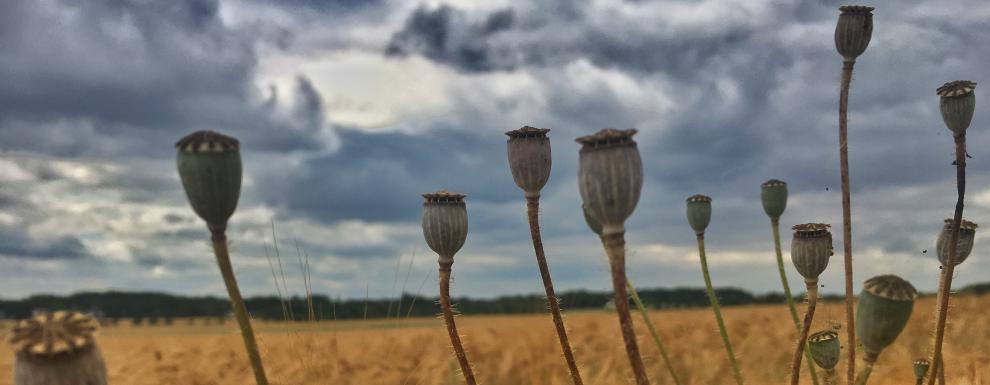 Kornfeld Etzoldshain
