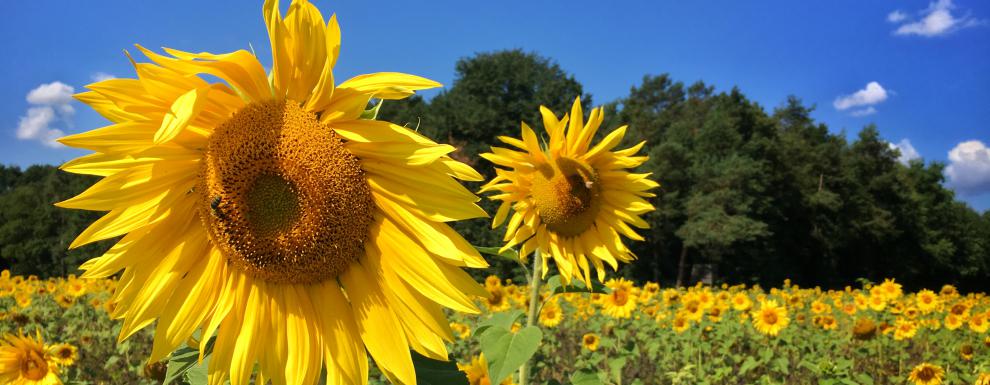 Sonnenblume Klinga Siedlung