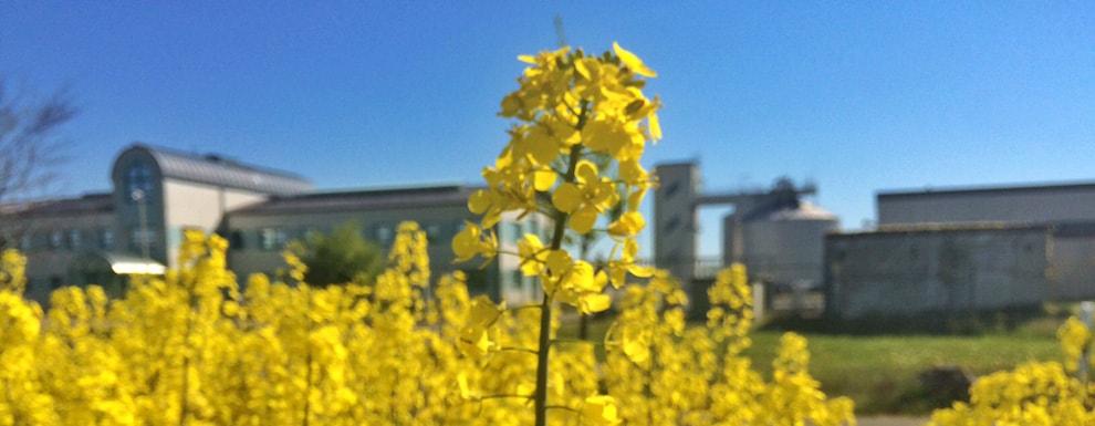 Sommer 3